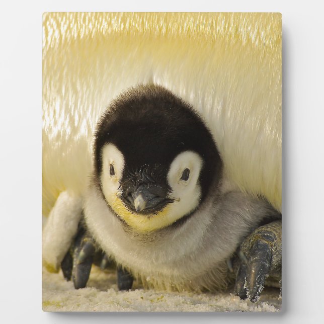 Penguin baby plaque (Front)
