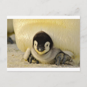 Penguin baby postcard