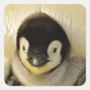 Penguin baby square sticker