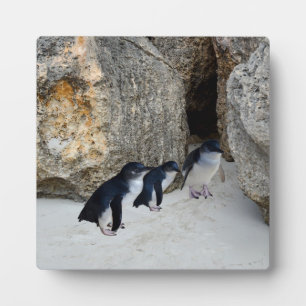 Penguin Beach House, Plaque