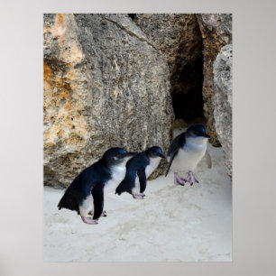 Penguin Beach House,  Poster