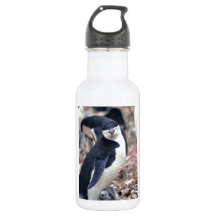 Penguin Bird Cute Animal Black White Water 532 Ml Water Bottle