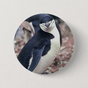 Penguin Bird Cute Animal Black White Water 6 Cm Round Badge