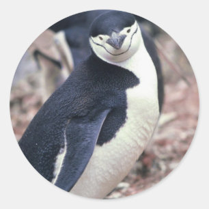Penguin Bird Cute Animal Black White Water Classic Round Sticker