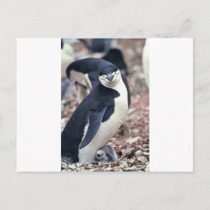 Penguin Bird Cute Animal Black White Water Postcard