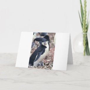 Penguin Bird Cute Animal Black White Water Thank You Card