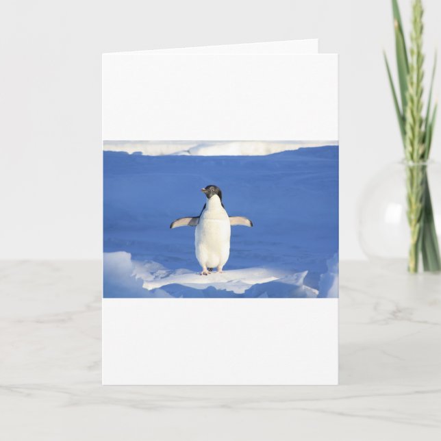 Penguin Bird Feathers Black White Personalise Name Card (Front)