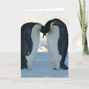 Penguin Card