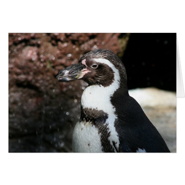 Penguin Card (Front Horizontal)