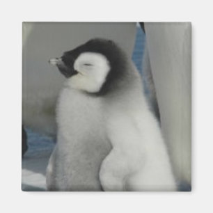Penguin Chick Magnet