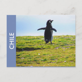 Penguin Chile Postcard