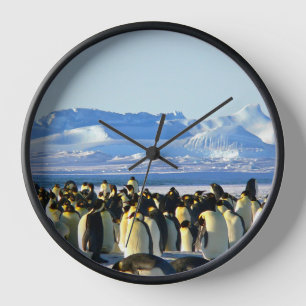 Penguin colony on ice clock