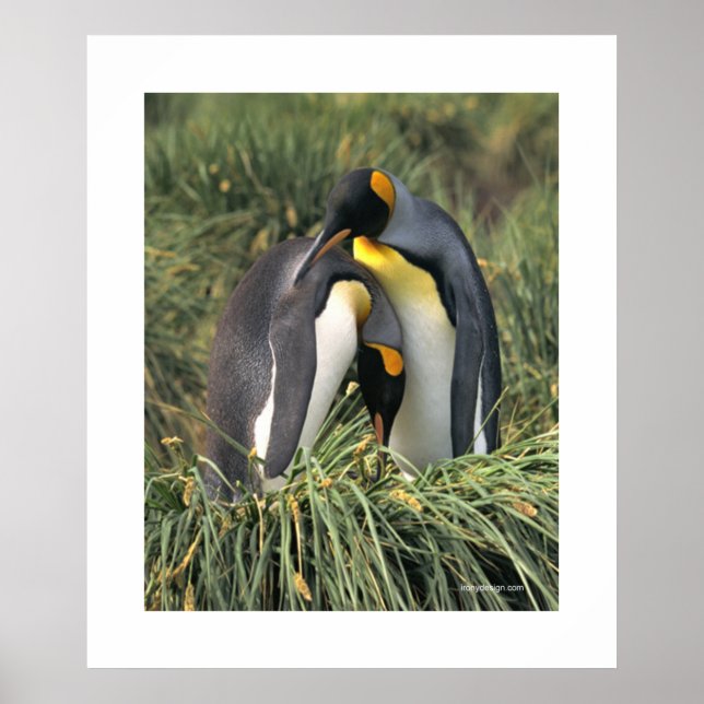 Penguin Cuddle Poster (Front)