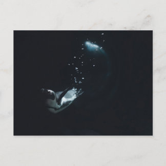 Penguin Dive Postcard