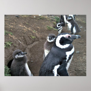 Penguin Family Poster