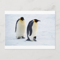 Penguin frozen ice snow bird weather cute animals