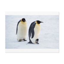 Penguin frozen ice snow bird weather cute animals