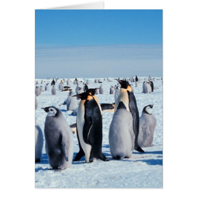 Penguin Gathering (Front)