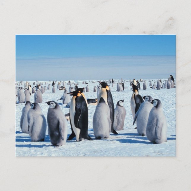 Penguin Gathering Postcard (Front)