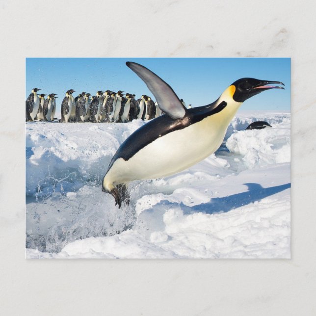 Penguin in Antarctica Jumping Out of the Water Postcard (Front)