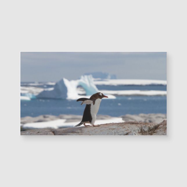 Penguin in front of an ice arch (Front)