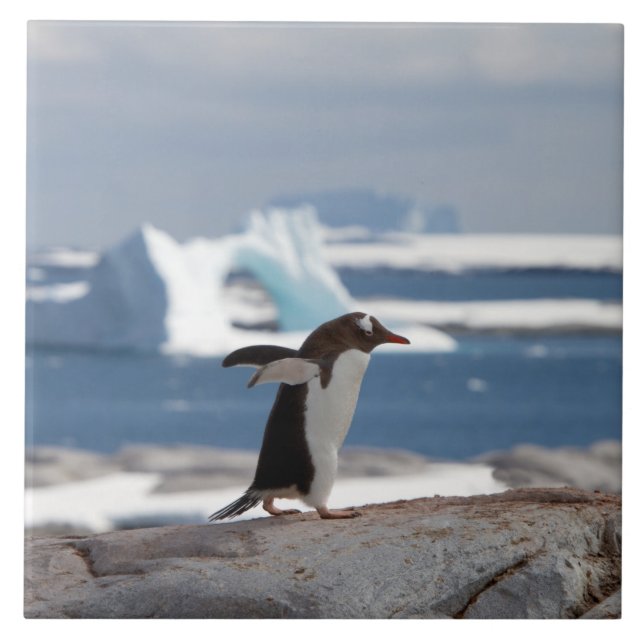 Penguin in front of an ice arch ceramic tile (Front)