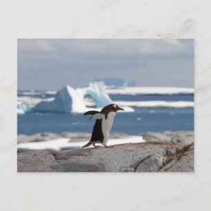 Penguin in front of an ice arch postcard