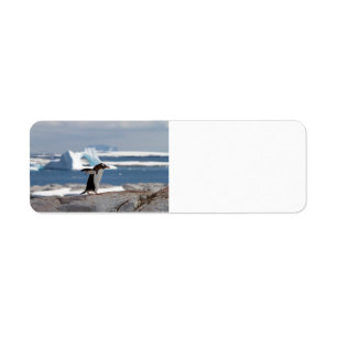 Penguin in front of an ice arch return address label