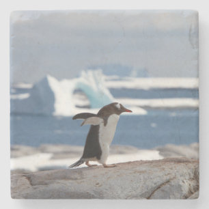 Penguin in front of an ice arch stone coaster