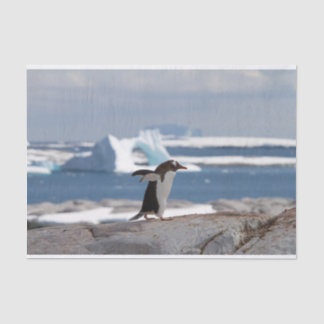 Penguin in front of an ice arch tissue paper