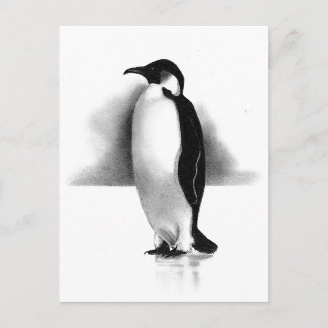 PENGUIN IN PENCIL: REALISM ART POSTCARD (Front)