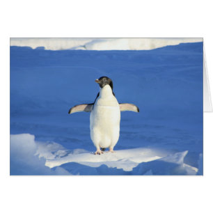 Penguin in Snow Blank Card