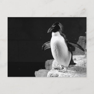 Penguin In the Spotlight Black and White Photo Postcard
