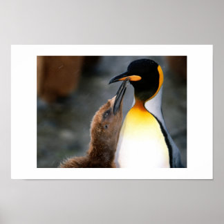 penguin,lovely poster