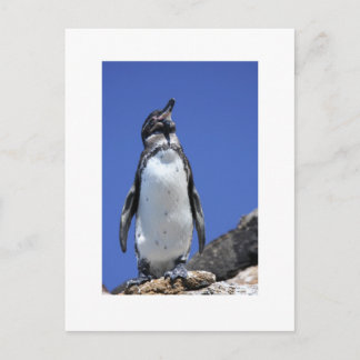 Penguin on Blue Postcard