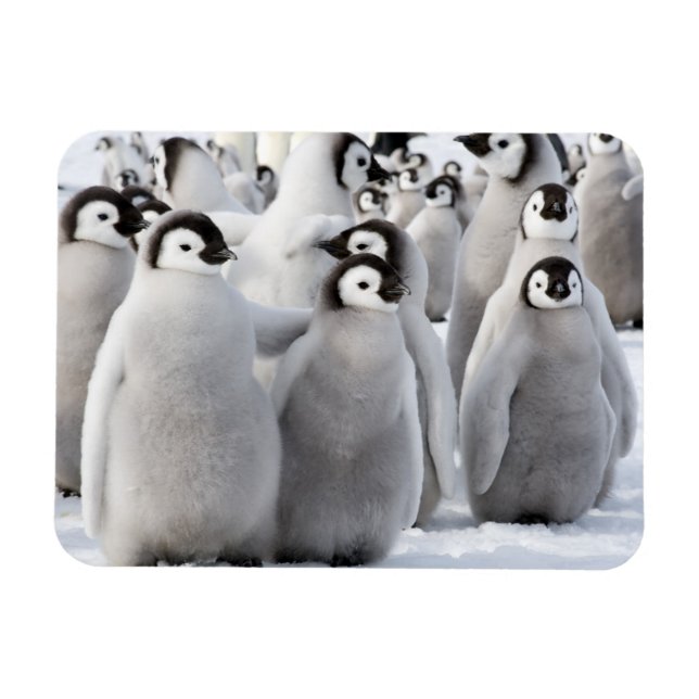 Penguin pals magnet (Horizontal)