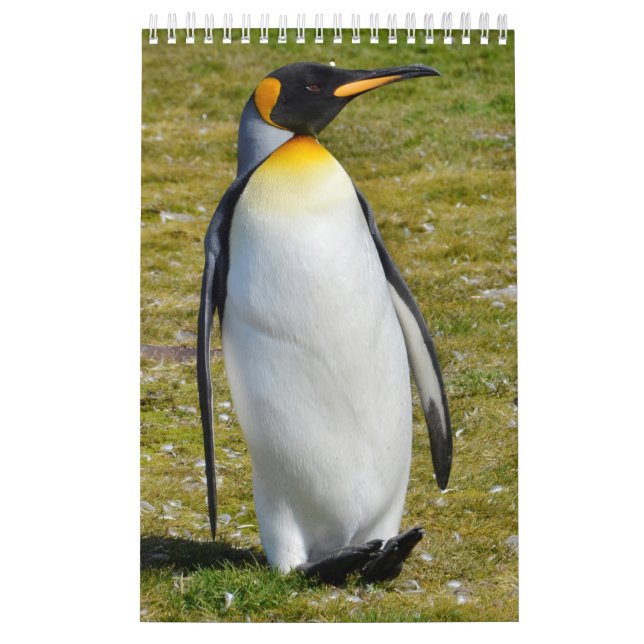 Penguin-Pedia: Penguins of the World Calendar (Cover)