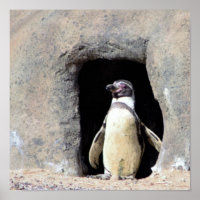 Penguin Photo