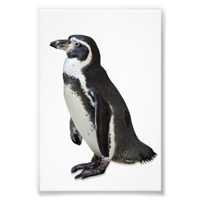 Penguin Photo Print (Front)