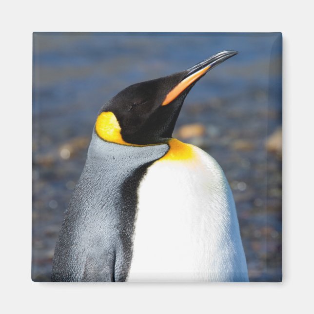 Penguin Portrait Magnet (Front)