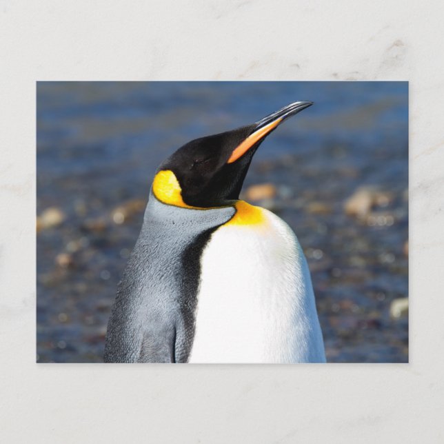 Penguin Portrait Postcard (Front)