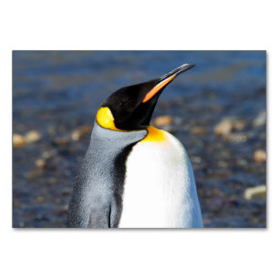 Penguin Portrait Table Number