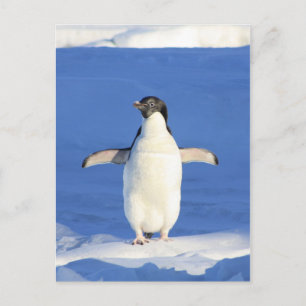 Penguin Postcard