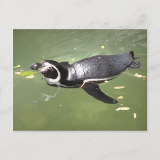 Penguin Postcard