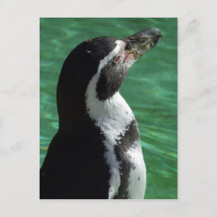 Penguin Postcard