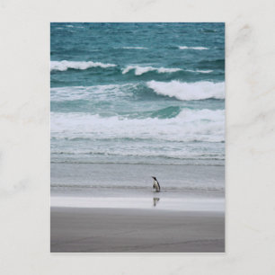 Penguin returning from the ocean postcard