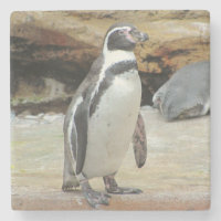 Penguin Standing Alone