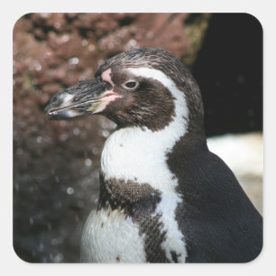 Penguin Sticker