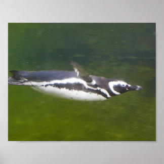 Penguin Swimming Poster