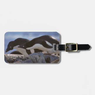 Penguin-tastic Luggage Tag